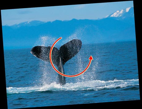 Screensaver Wonder - Highlights